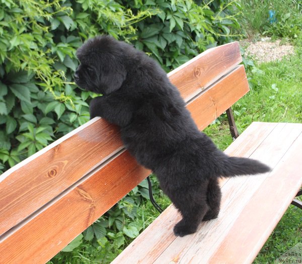 Фото: ньюфаундленд Terra Victoria Laterina (Терра Виктория Латерина)