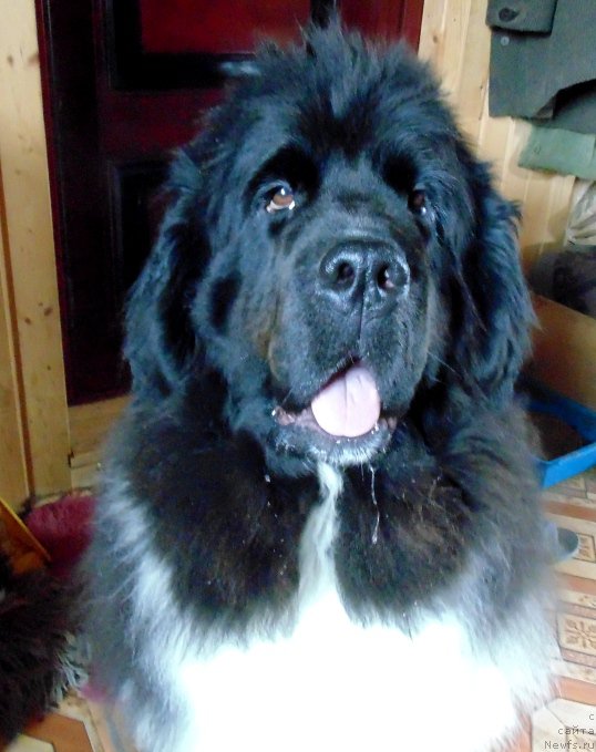 Фото: ньюфаундленд Super Bizon Melodiya (Супер Бизон Мелодия)