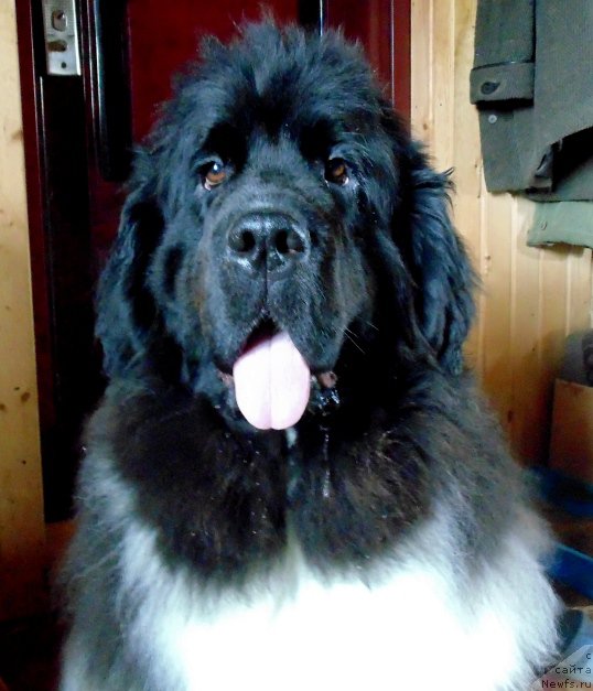 Фото: ньюфаундленд Super Bizon Melodiya (Супер Бизон Мелодия)