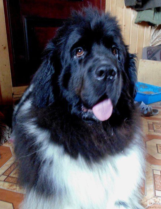 Фото: ньюфаундленд Super Bizon Melodiya (Супер Бизон Мелодия)