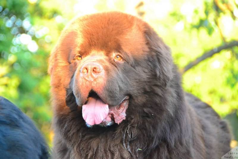 Фото: ньюфаундленд Aquatoriya Kelvin Riverdance (Акватория Келвин Риверданс)