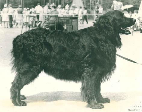 Фото: ньюфаундленд Ul'dana Bard (Ульдана Бард)