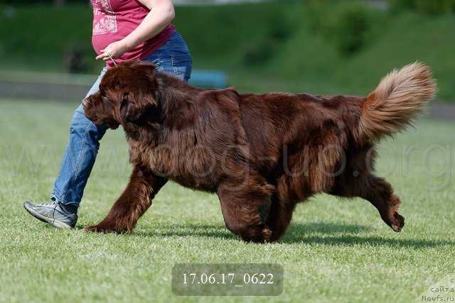 Фото: ньюфаундленд Newfashion The Crowd Goes Wild