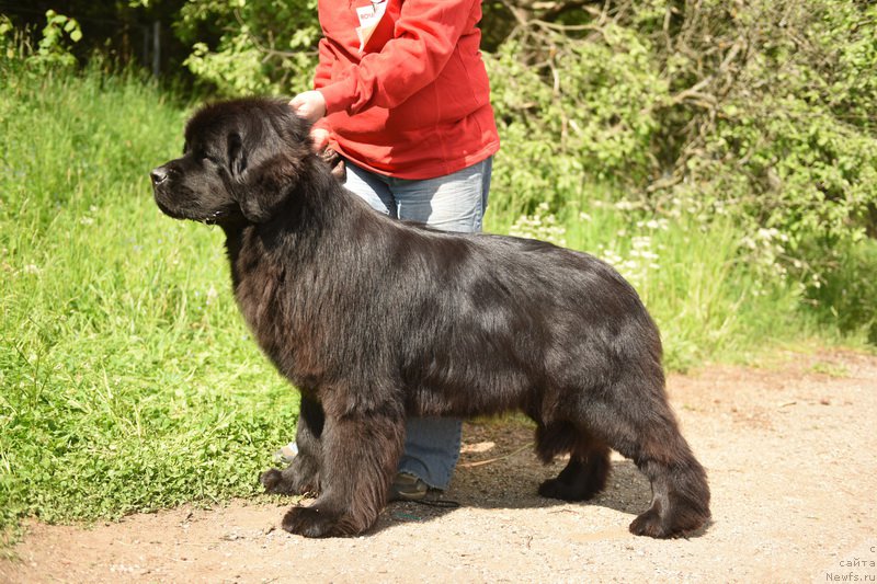 Фото: ньюфаундленд Smigar Yungfrau Yuliana (Смигар Юнгфрау Юлиана)