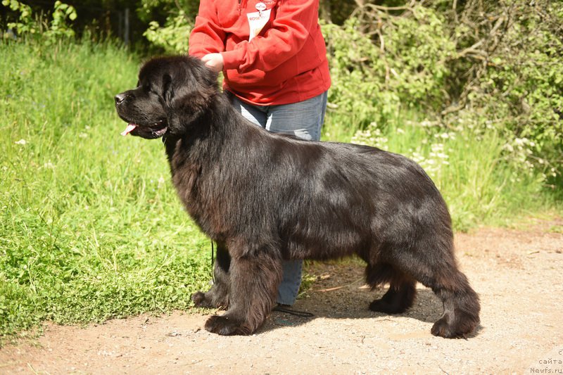 Фото: ньюфаундленд Smigar Yungfrau Yuliana (Смигар Юнгфрау Юлиана)