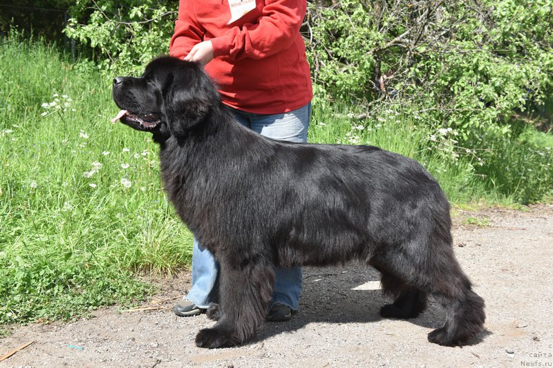 Фото: ньюфаундленд Smigar Yungfrau Yuliana (Смигар Юнгфрау Юлиана)