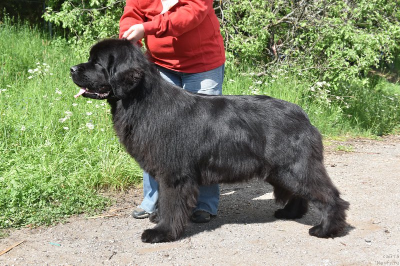 Фото: ньюфаундленд Smigar Yungfrau Yuliana (Смигар Юнгфрау Юлиана)