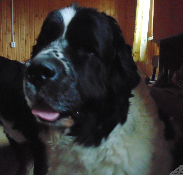 Фото: ньюфаундленд Mag Ispolin Morskaya Jemchujina (Маг Исполин Морская Жемчужина)