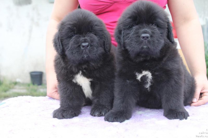 Фотография № 227630