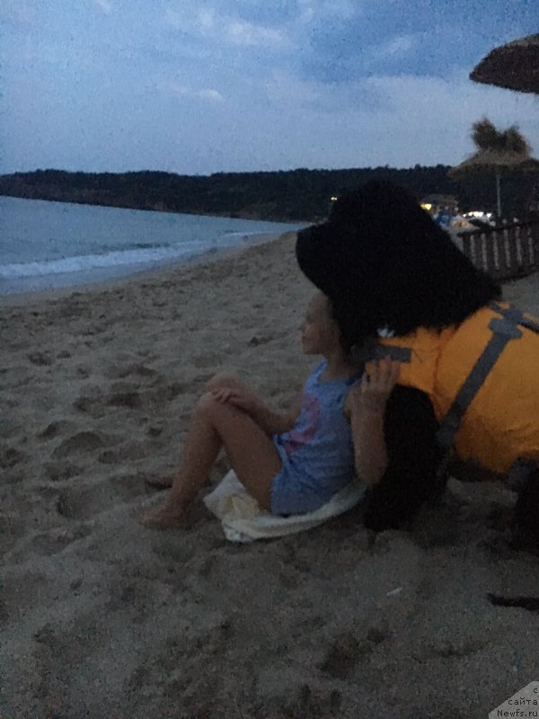 Фото: ньюфаундленд Moya Stikhiya Lamborghini (Моя Стихия Ламборджини)