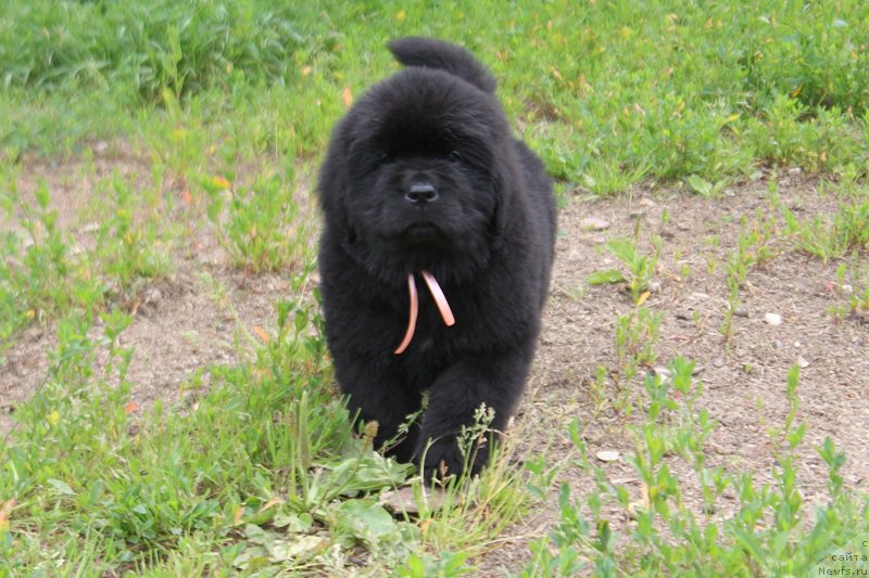 Фото: розовая Ладисполи