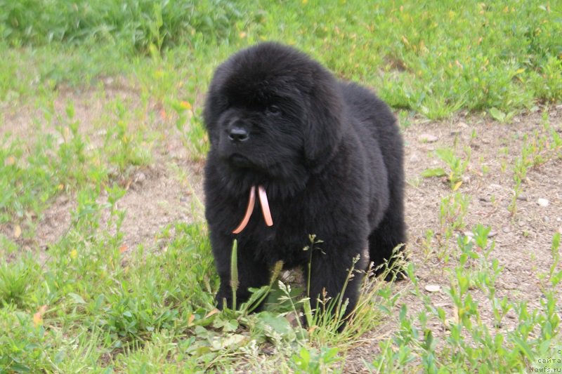 Фото: розовая Ладисполи