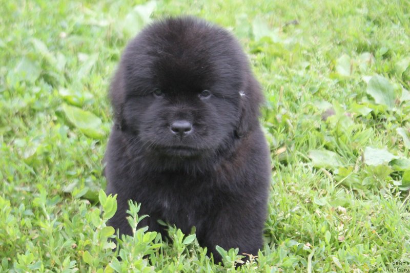 Фото: зеленый Леверано