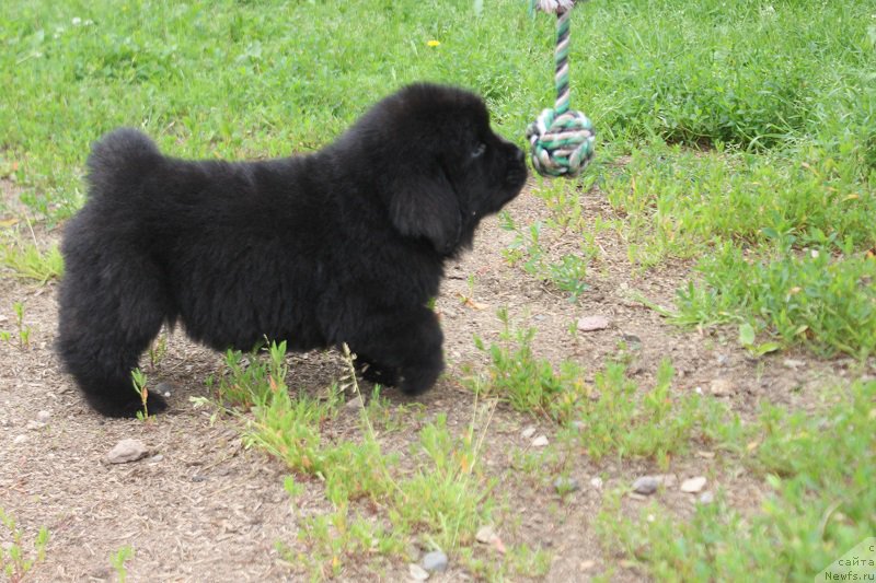 Фото: зеленый Леверано