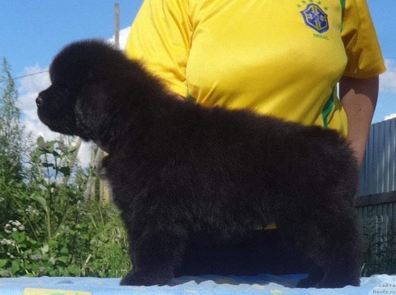 Фото: ньюфаундленд YEnigma SHokoladnaya Dinastiya (Энигма Шоколадная Династия)