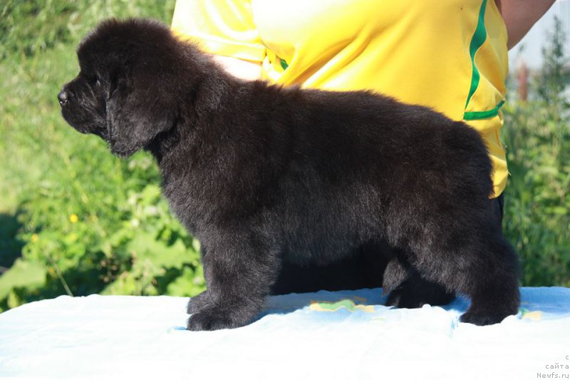 Фото: ньюфаундленд YEnigma SHokoladnaya Dinastiya (Энигма Шоколадная Династия)