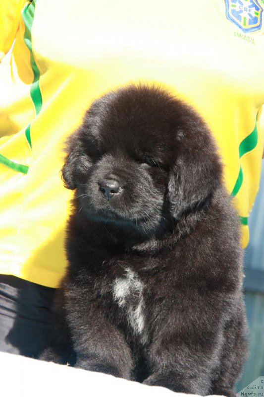 Фото: ньюфаундленд YEnigma SHokoladnaya Dinastiya (Энигма Шоколадная Династия)