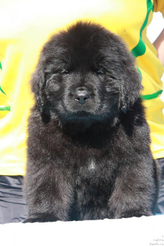 Фото: ньюфаундленд YEnigma SHokoladnaya Dinastiya (Энигма Шоколадная Династия)