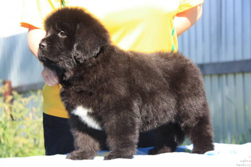 Фото: ньюфаундленд YEnigma SHokoladnaya Dinastiya (Энигма Шоколадная Династия)