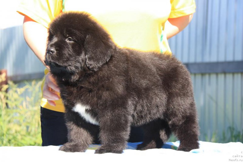 Фото: ньюфаундленд YEnigma SHokoladnaya Dinastiya (Энигма Шоколадная Династия)