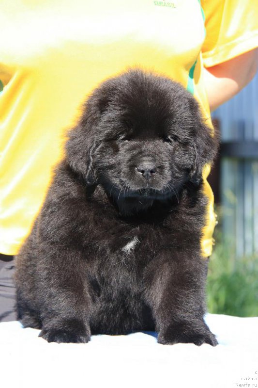 Фото: ньюфаундленд YEnigma SHokoladnaya Dinastiya (Энигма Шоколадная Династия)