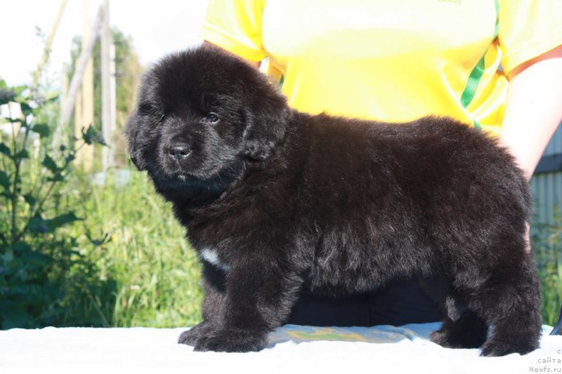 Фото: ньюфаундленд YEnigma SHokoladnaya Dinastiya (Энигма Шоколадная Династия)