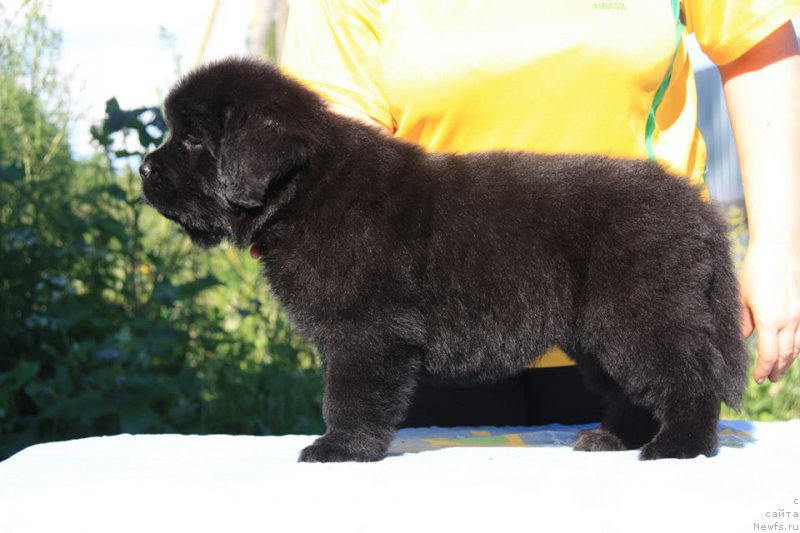 Фото: ньюфаундленд YEnigma SHokoladnaya Dinastiya (Энигма Шоколадная Династия)