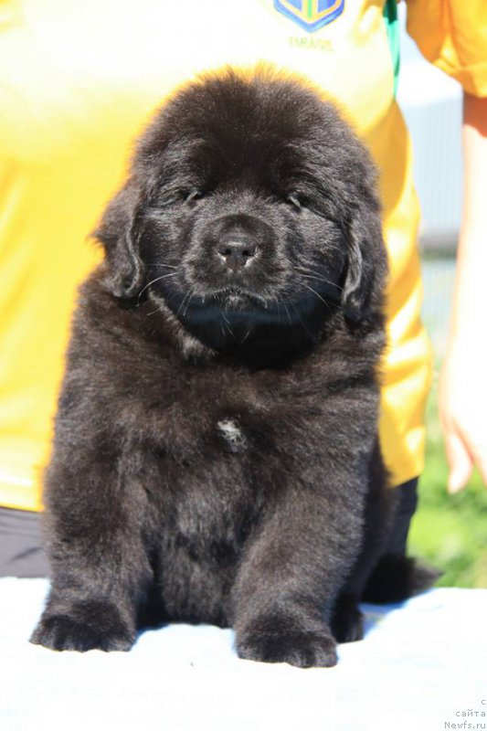 Фото: ньюфаундленд YEnigma SHokoladnaya Dinastiya (Энигма Шоколадная Династия)