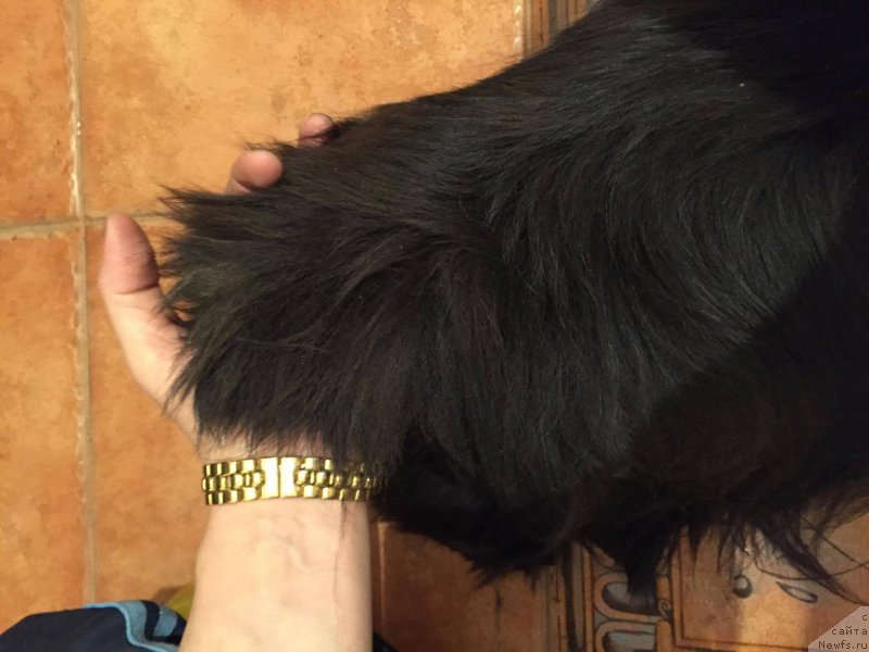 Фото: ньюфаундленд S'Nezhnaya Vjuga Amorone Sartori (С'Нежная Вьюга Амороне Сартори)