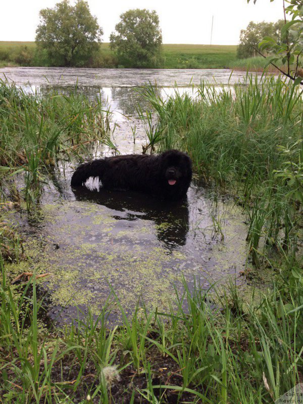 Фото: ньюфаундленд Art Deko Osobyiy SHik (Арт Деко Особый Шик)