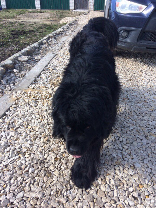 Фото: ньюфаундленд Art Deko Osobyiy SHik (Арт Деко Особый Шик)