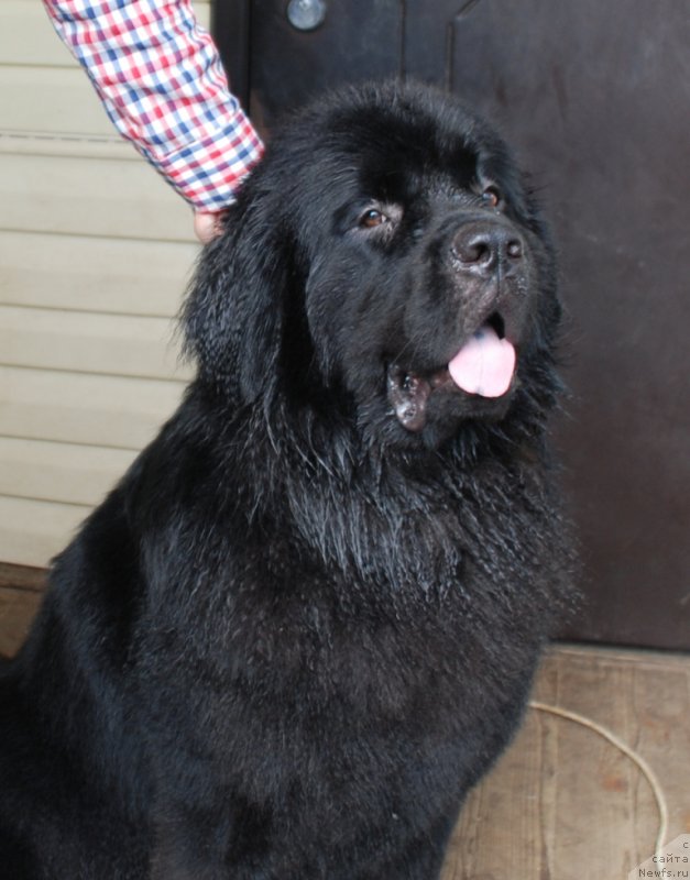 Фото: ньюфаундленд Belkonder-Club Boheme Elegance (Белкондер-Клаб Богема Элеганс), 2 года