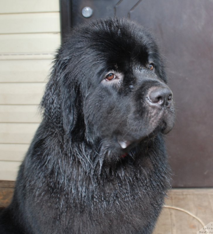 Фото: ньюфаундленд Belkonder-Club Boheme Elegance (Белкондер-Клаб Богема Элеганс), 2 года