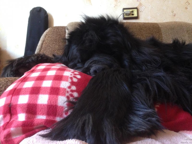 Фото: ньюфаундленд Vin Dizel' dlya N'yufort (Вин Дизель для Ньюфорт)