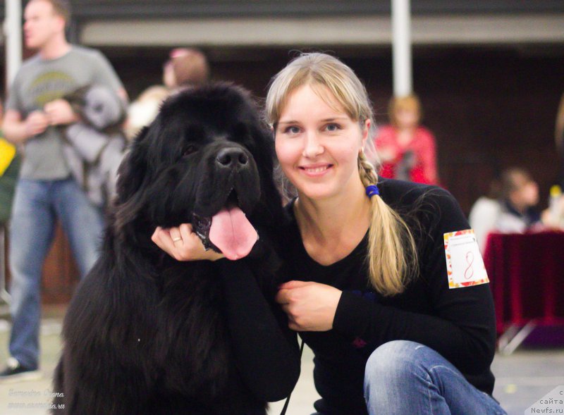 Фото: ньюфаундленд N'yufort SHum Priboya (Ньюфорт Шум Прибоя)