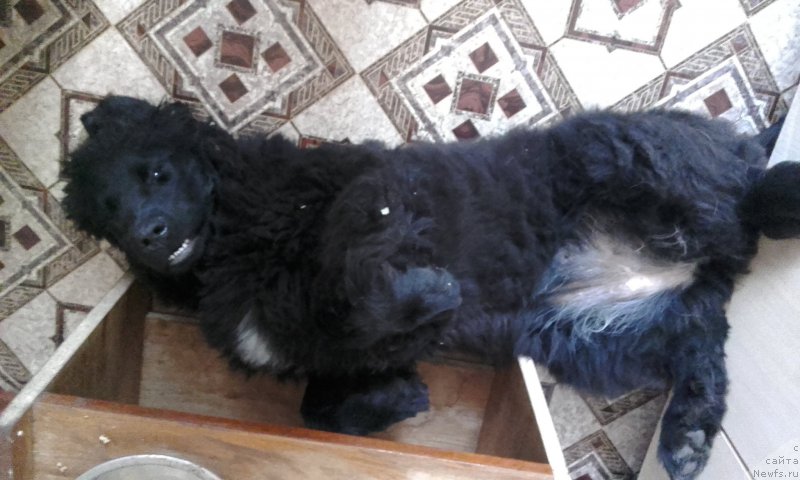 Фото: ньюфаундленд Arsyela B'yuti (Арсэла Бьюти)
