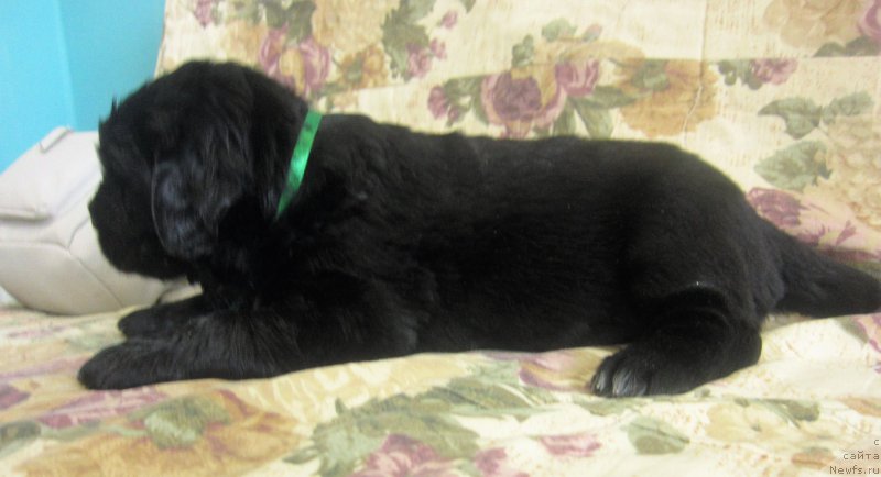 Фото: ньюфаундленд Huga Bear Solomon (Хуга Беар Соломон)