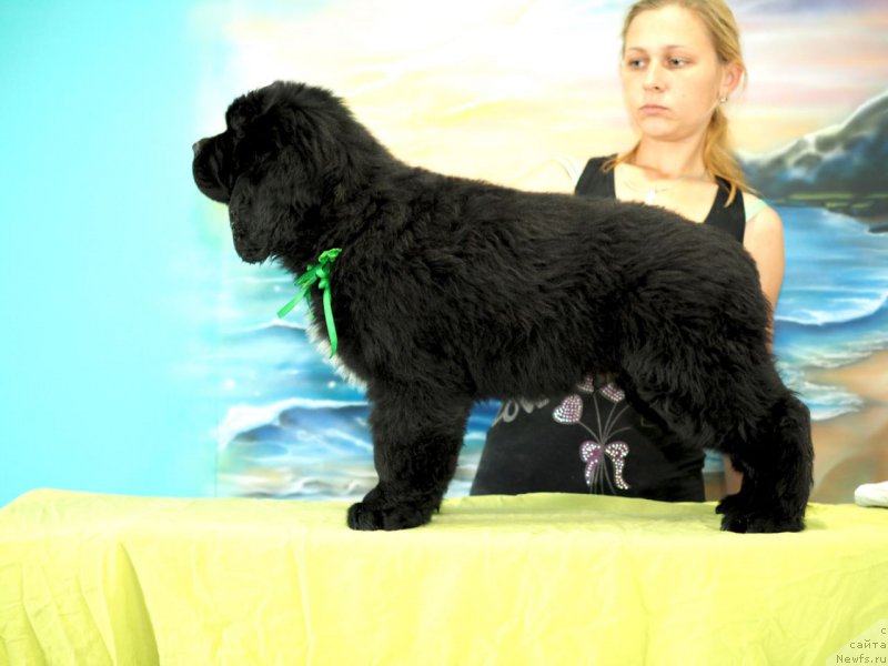 Фото: ньюфаундленд Huga Bear Solomon (Хуга Беар Соломон)