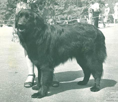 Фото: ньюфаундленд Rossina Lodj (Россина Лодж)