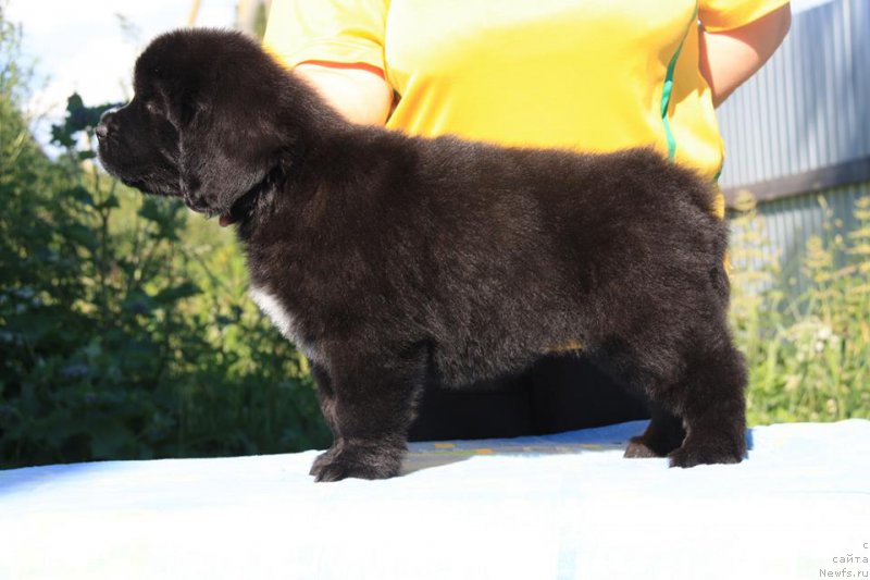 Фото: ньюфаундленд YA Hranitel'nica Tradiciy (Я Хранительница Традиций)