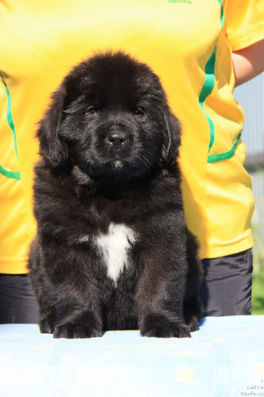 Фото: ньюфаундленд YA Hranitel'nica Tradiciy (Я Хранительница Традиций)