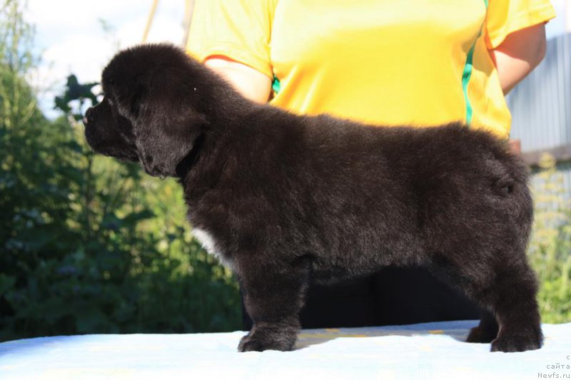 Фото: ньюфаундленд YA Hranitel'nica Tradiciy (Я Хранительница Традиций)