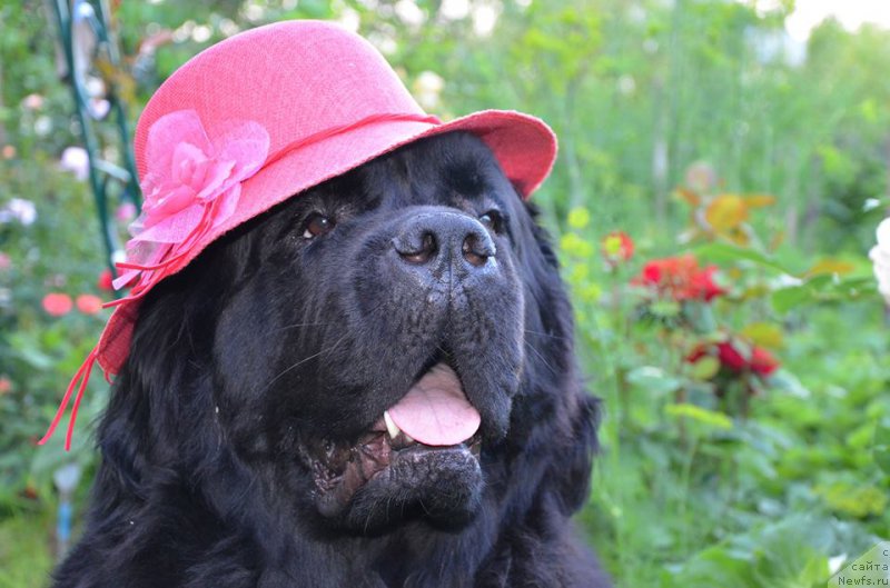 Фото: ньюфаундленд Black Queen Born to Win (Блэк Квин Борн ту Вин)
