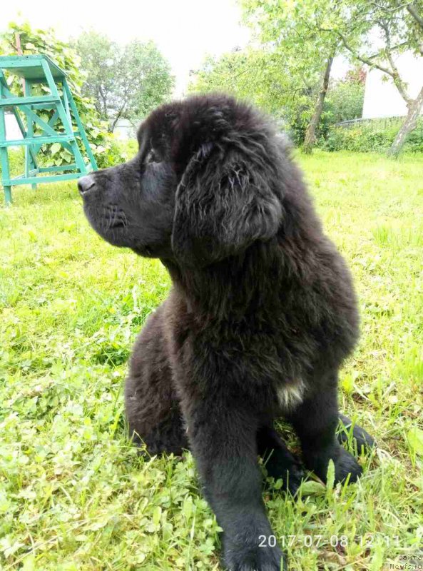 Фото: ньюфаундленд Jaklin Dostoynaya Voshischeniya (Жаклин Достойная Восхищения)