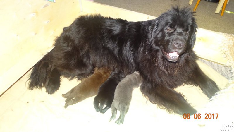 Фото: ньюфаундленд Sent Djons Larel Leolanda (Сент Джонс Ларель Леоланда)