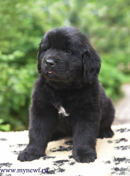 Фотография № 227743