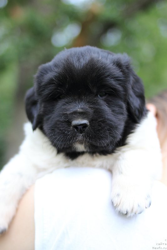 Фото: ньюфаундленд Callistos Blitzen