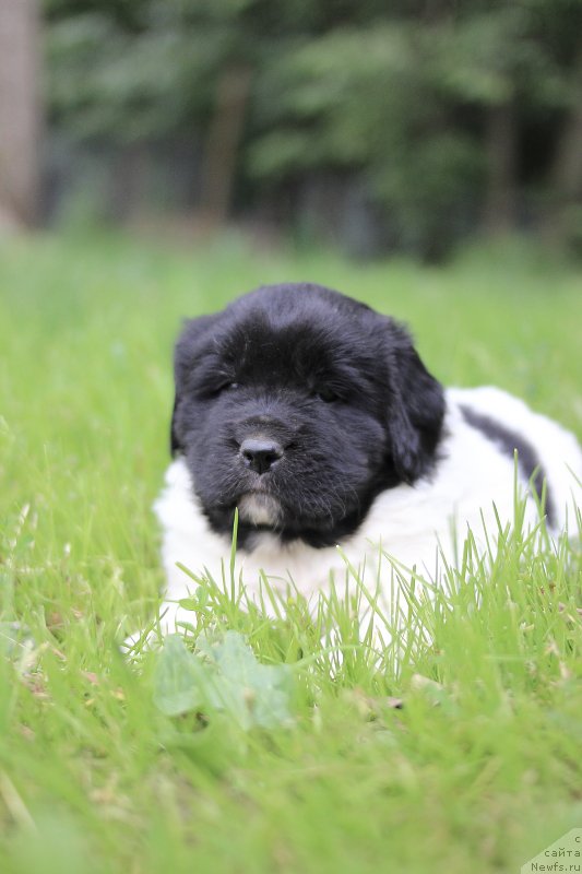 Фото: ньюфаундленд Callistos Blitzen