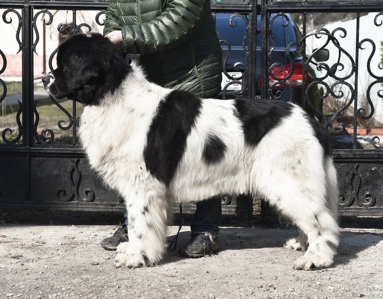 Фото: ньюфаундленд Sent Djons Centurion (Сент Джонс Центурион)