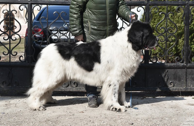 Фото: ньюфаундленд Sent Djons Centurion (Сент Джонс Центурион)